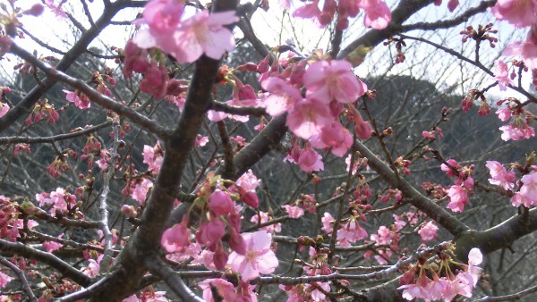 河津桜も満開でした。
