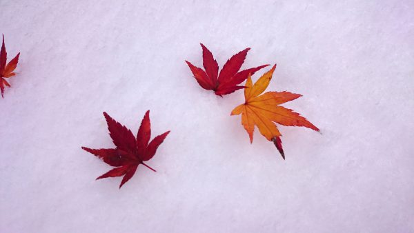 秋と冬