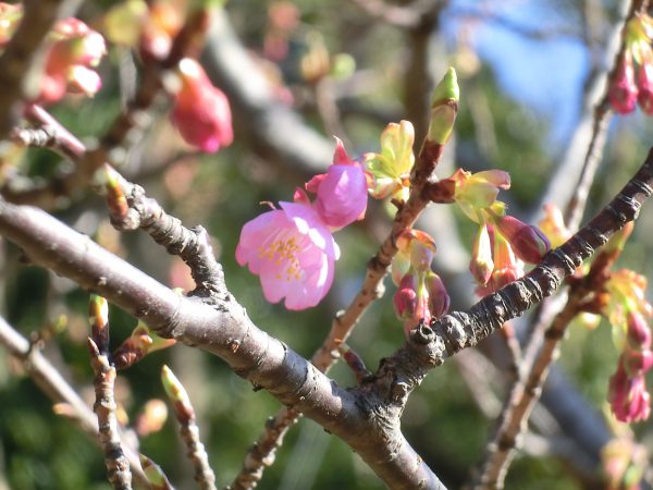 その上、カワズザクラも咲いていました。「ラッキー」ここは伊勢山公園でした。