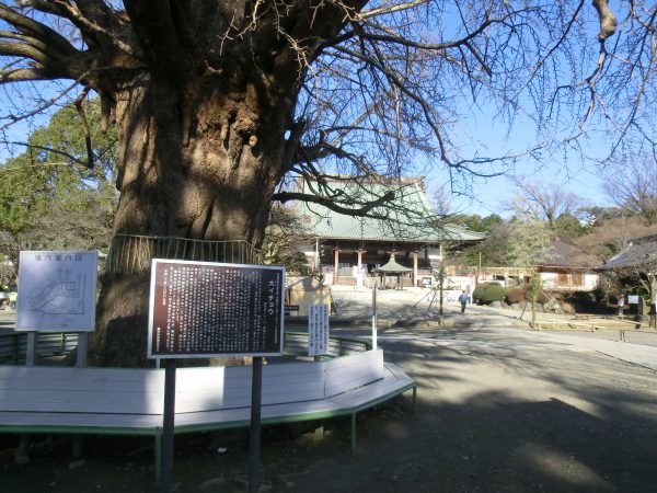 6番目に『諏訪神社，大黒天』と藤沢市で一番太い大イチョウ。