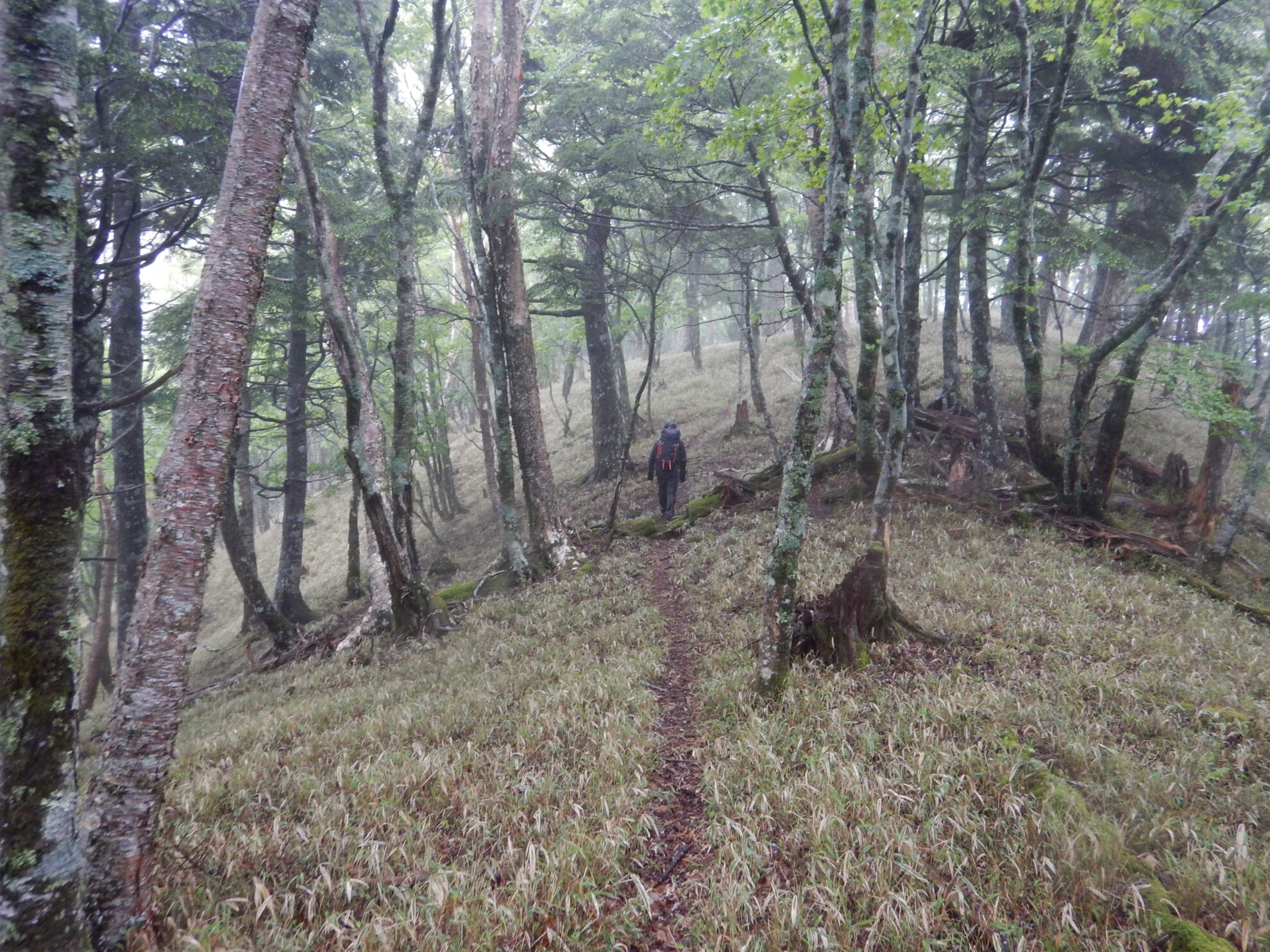 大無間背の低い笹原を進む