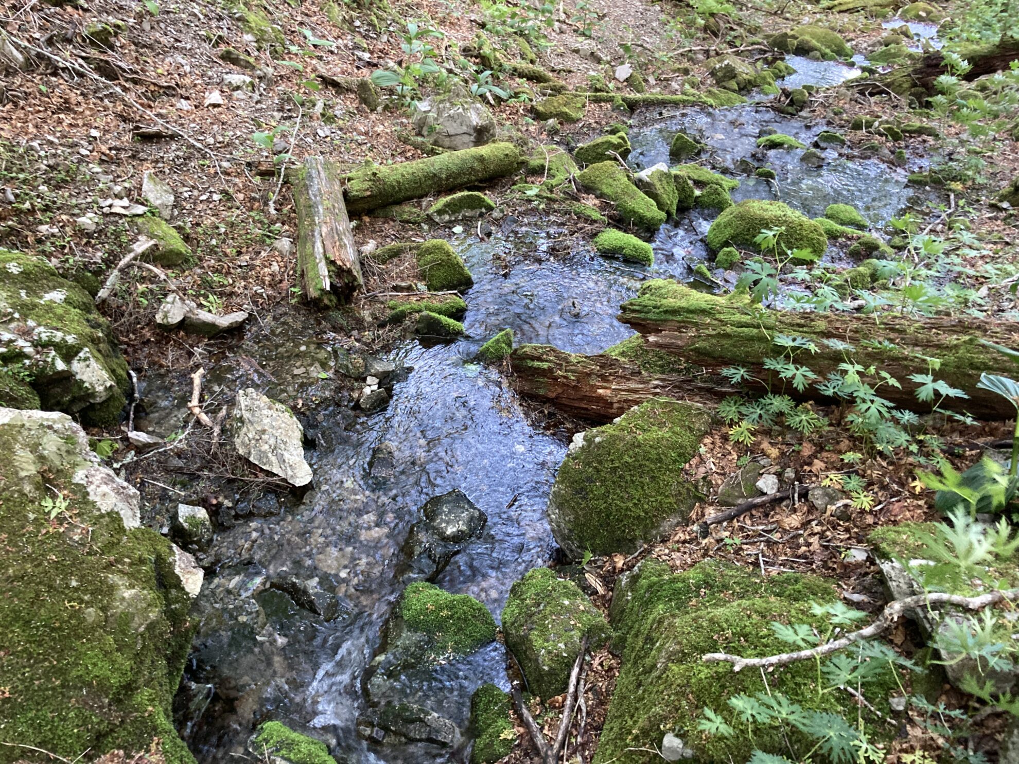 大無間コッパ沢源頭水場