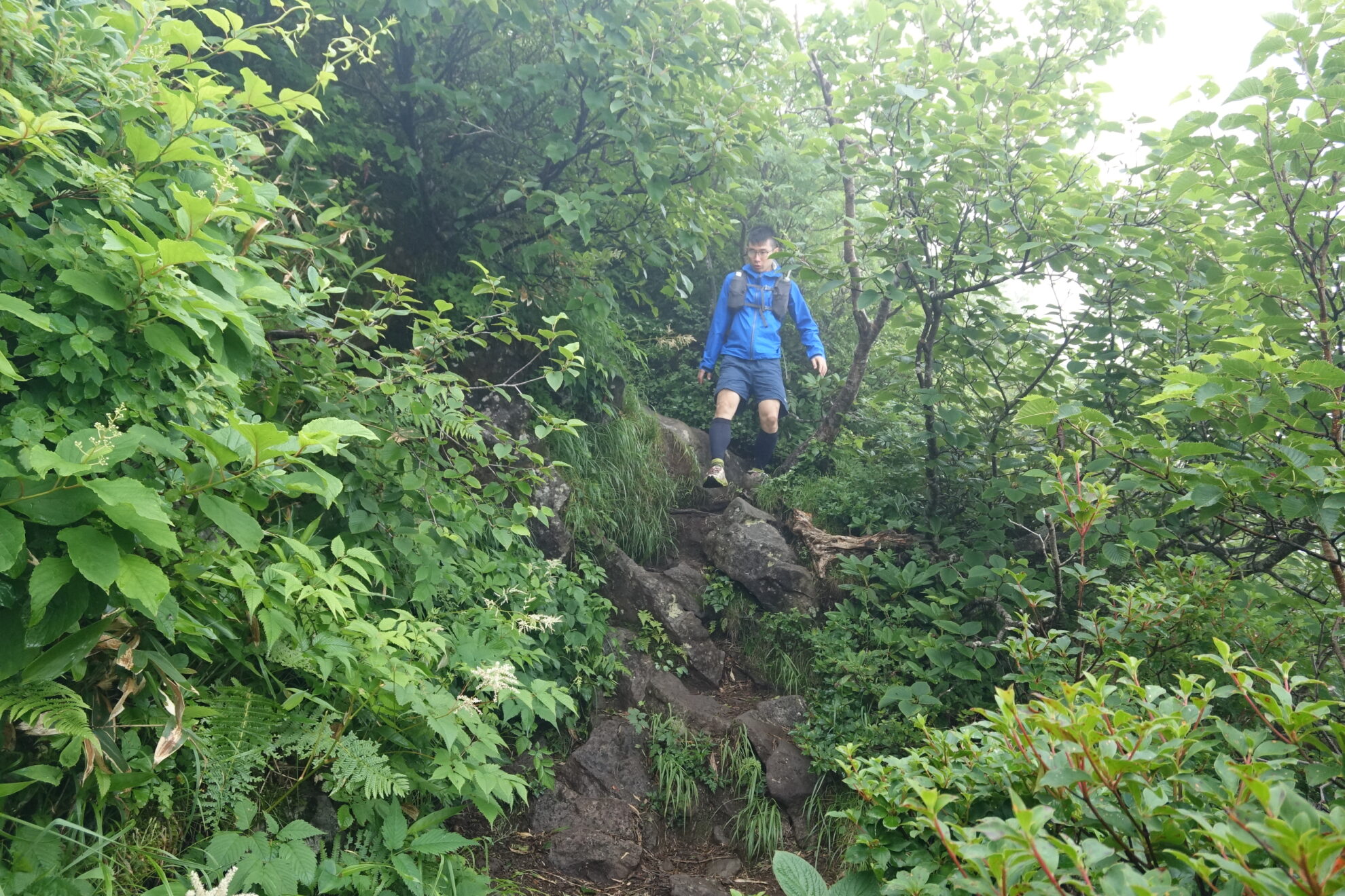 信越トレイル苗場山山頂直下下り